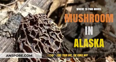 Discover Alaska's Hidden Morel Mushroom Hotspots: A Forager's Guide