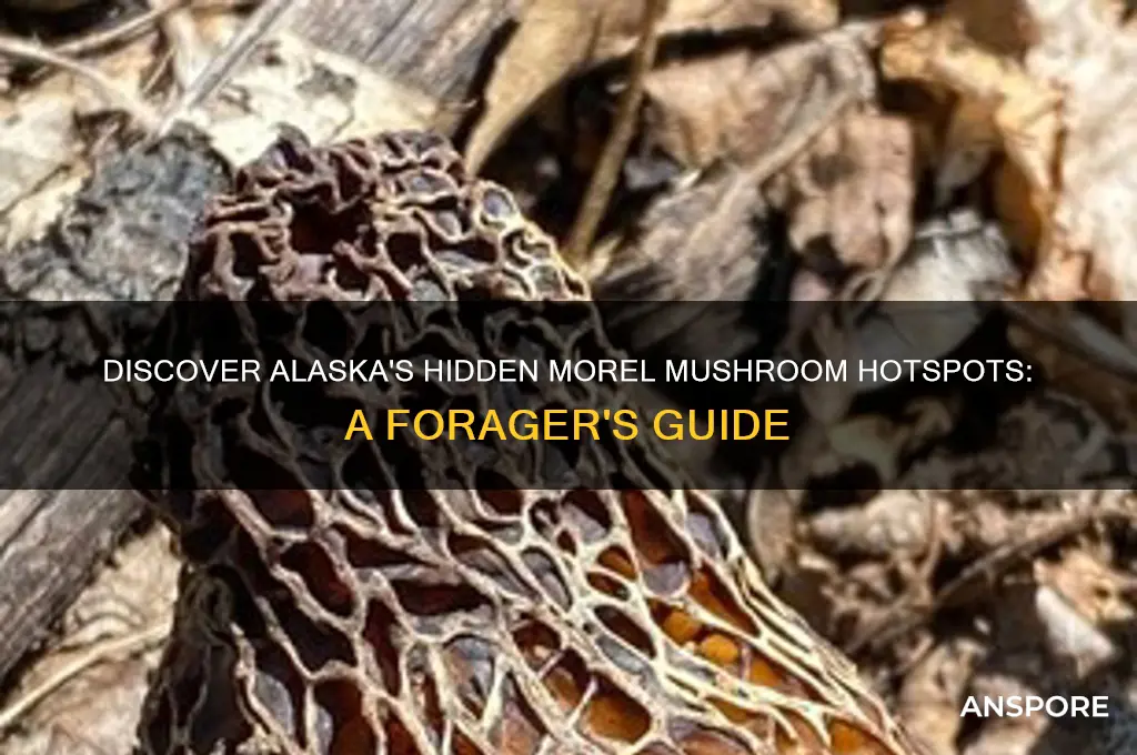 where to find morel mushrooms in alaska