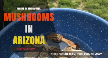 Discover Arizona's Hidden Morel Mushroom Hotspots: A Forager's Guide