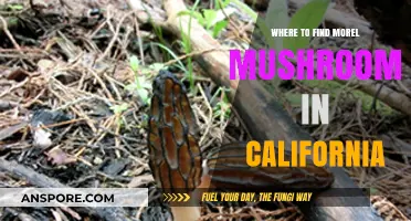 Discover California's Best Morel Mushroom Hunting Spots and Tips