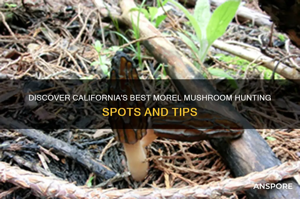 where to find morel mushrooms in california
