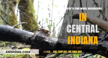 Discover Central Indiana's Best Morel Mushroom Hunting Spots