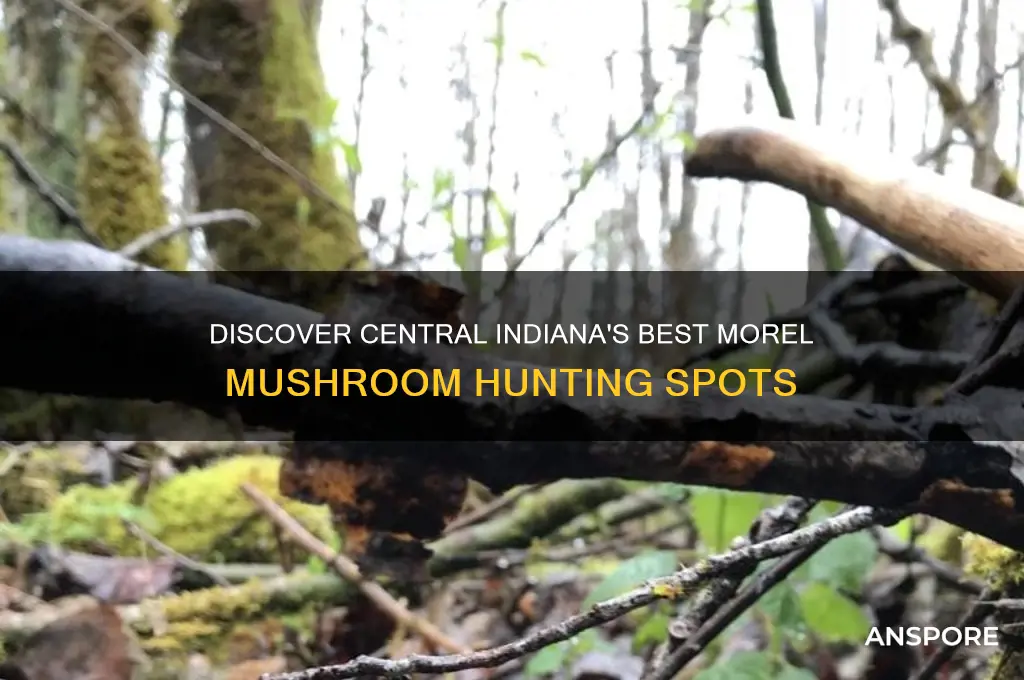 where to find morel mushrooms in central indiana