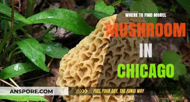 Discover Chicago's Hidden Morel Mushroom Hotspots: A Forager's Guide
