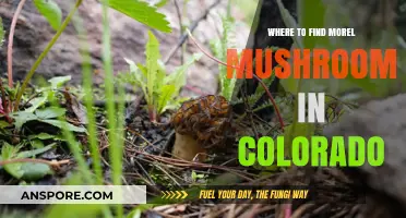 Discover Colorado's Best Morel Mushroom Hunting Spots and Tips