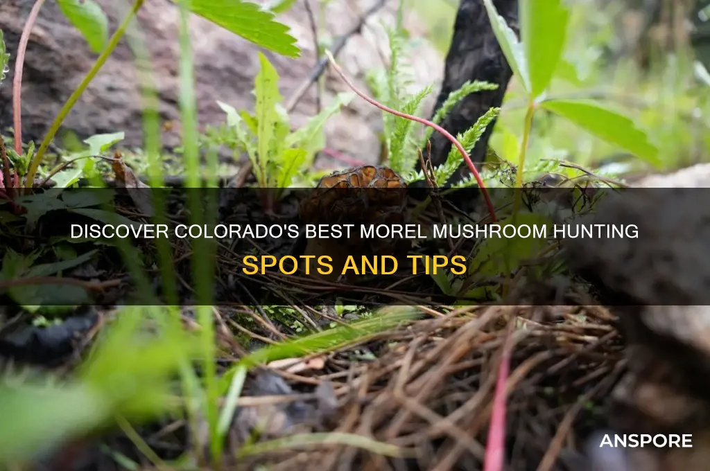 where to find morel mushrooms in colorado