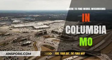 Discover Morel Mushrooms in Columbia, MO: Top Hunting Spots