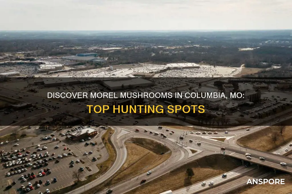 where to find morel mushrooms in columbia mo