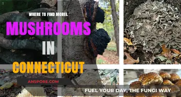 Discover Connecticut's Best Morel Mushroom Hunting Spots and Tips