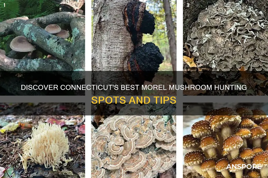 where to find morel mushrooms in connecticut