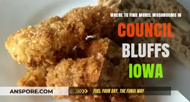 Discover Morel Mushrooms in Council Bluffs, Iowa: Top Spots