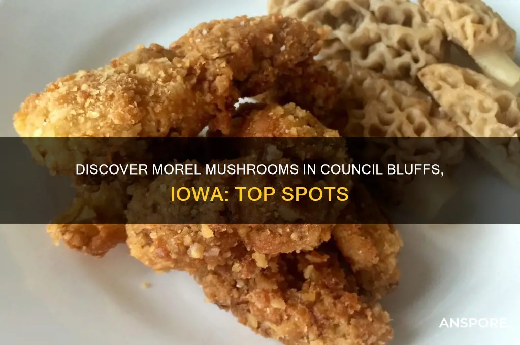 where to find morel mushrooms in council bluffs iowa