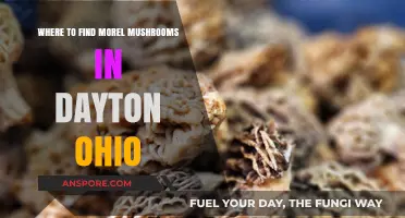 Discover Dayton's Hidden Morel Mushroom Hotspots: A Forager's Guide