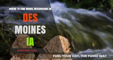 Discover Morel Mushrooms: Top Spots in Des Moines, IA