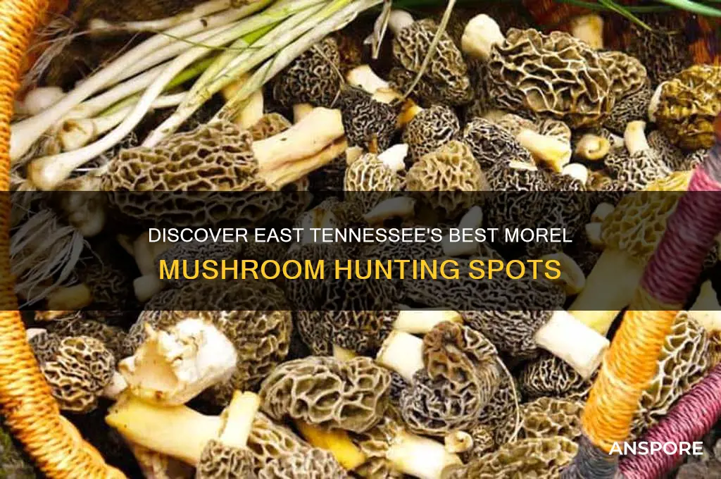 where to find morel mushrooms in east tennessee