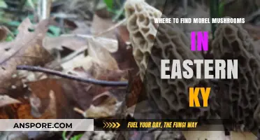 Discover Eastern Kentucky's Best Morel Mushroom Hunting Spots