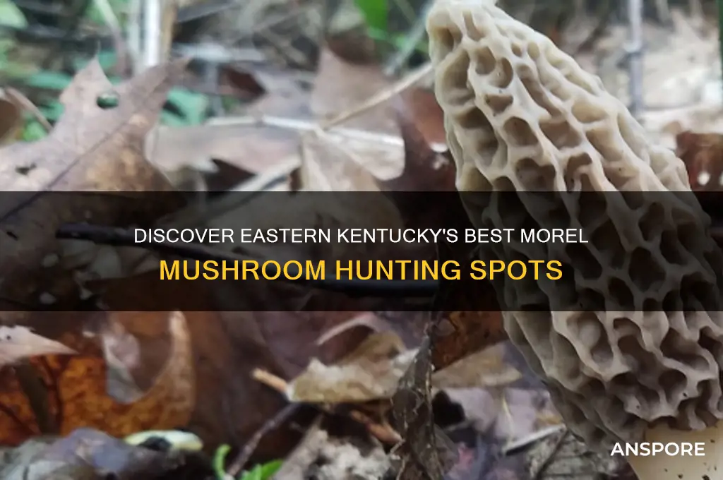 where to find morel mushrooms in eastern ky
