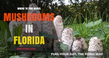 Discover Florida's Hidden Morel Mushroom Hotspots: A Forager's Guide