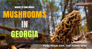 Discover Georgia's Best Morel Mushroom Hunting Spots and Tips