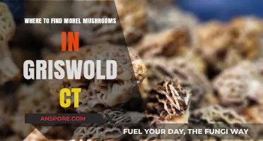 Discover Morel Mushrooms in Griswold, CT: Top Hunting Spots