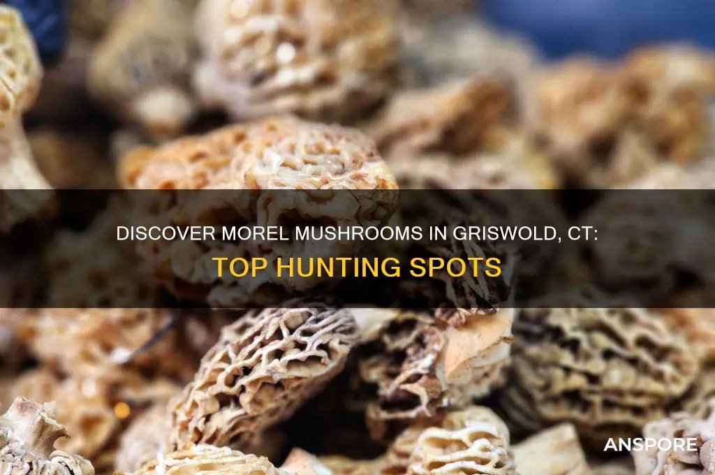 where to find morel mushrooms in griswold ct