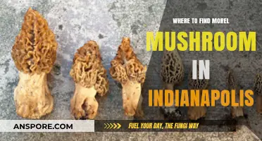 Discover Morel Mushrooms: Top Spots in Indianapolis for Foraging