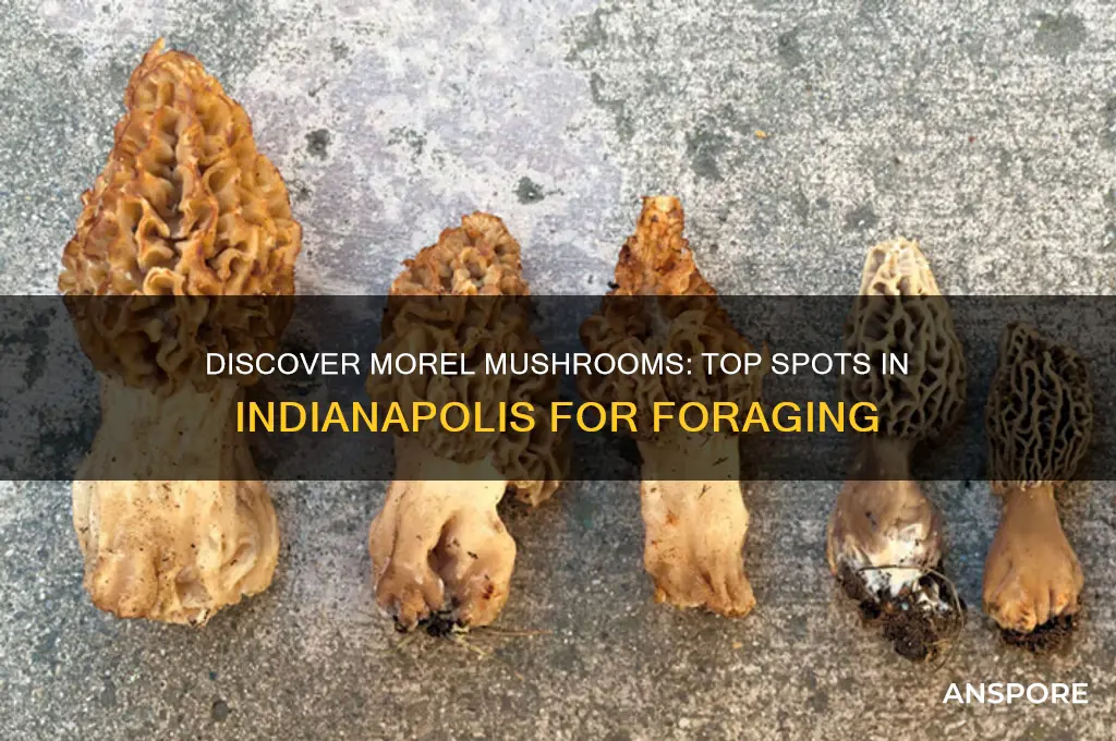 where to find morel mushrooms in indianapolis