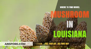 Discover Louisiana's Hidden Morel Mushroom Hotspots: A Forager's Guide