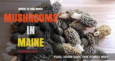 Discover Maine's Best Morel Mushroom Hunting Spots and Tips