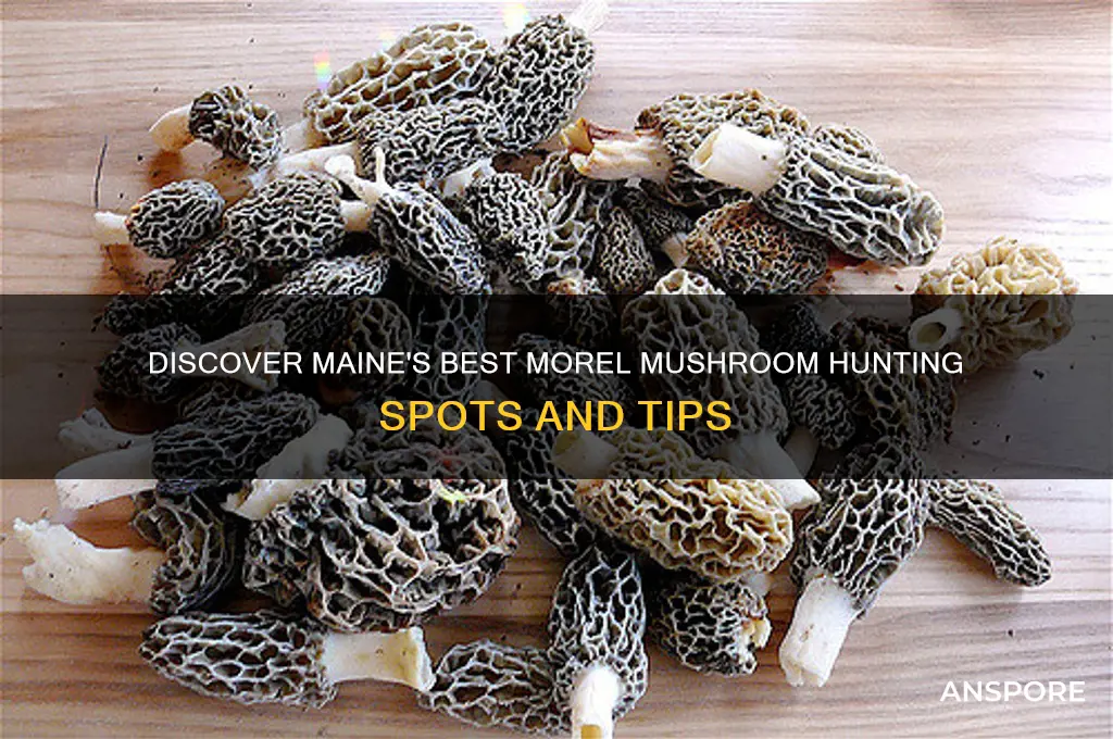 where to find morel mushrooms in maine