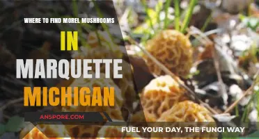 Discover Marquette's Hidden Morel Mushroom Hotspots: A Forager's Guide
