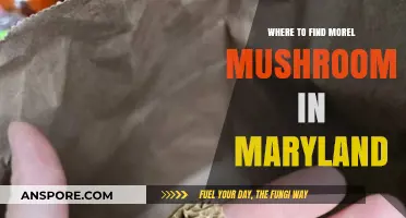 Discover Maryland's Best Morel Mushroom Hunting Spots and Tips