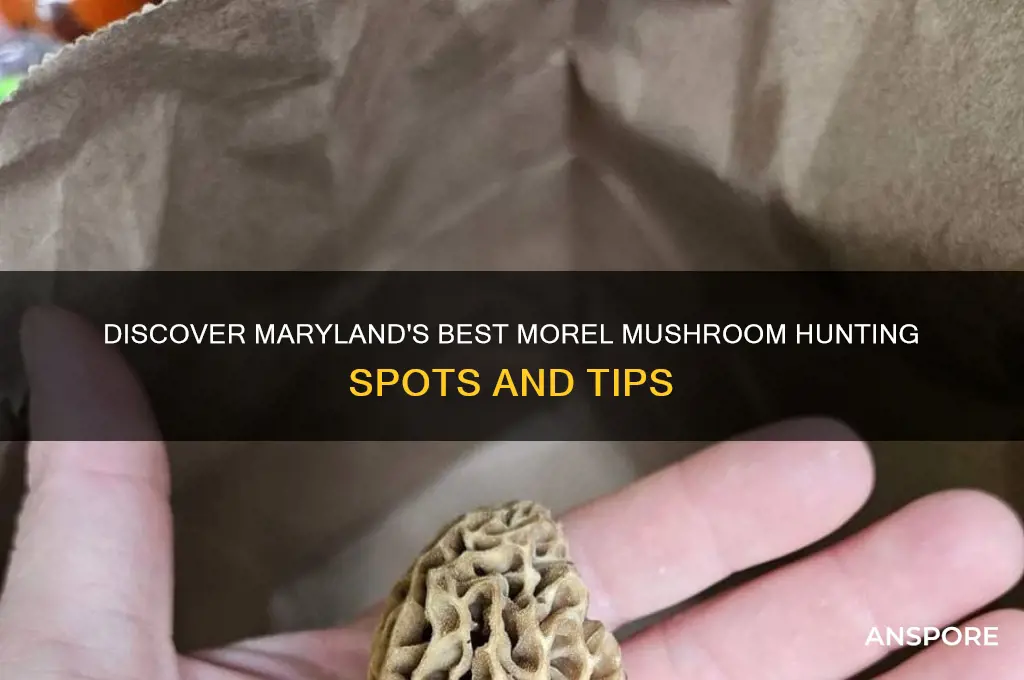 where to find morel mushrooms in maryland