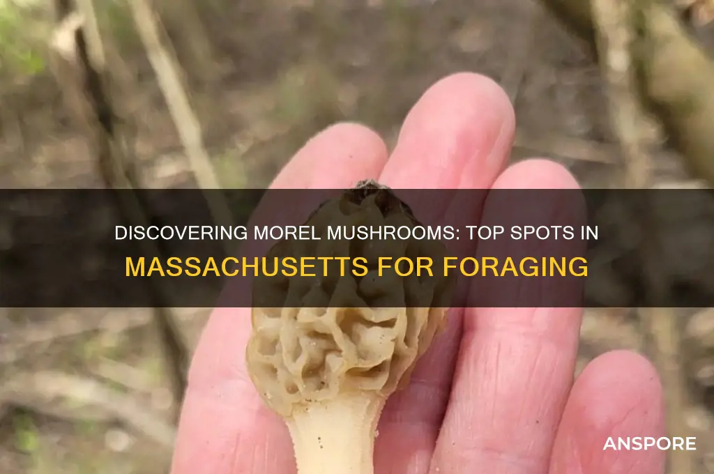 where to find morel mushrooms in massachusetts