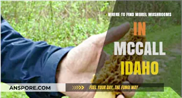Discovering Morel Mushrooms: Top Spots in McCall, Idaho