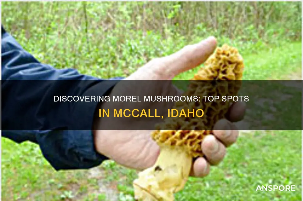where to find morel mushrooms in mccall idaho