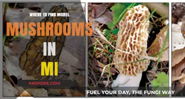 Discover Michigan's Best Morel Mushroom Hunting Spots and Tips