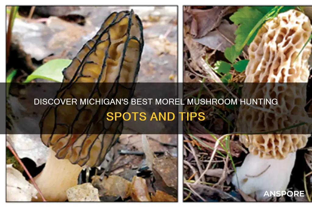 where to find morel mushrooms in mi