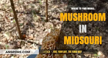 Discover Morel Mushrooms in Missouri: Prime Spots and Hunting Tips