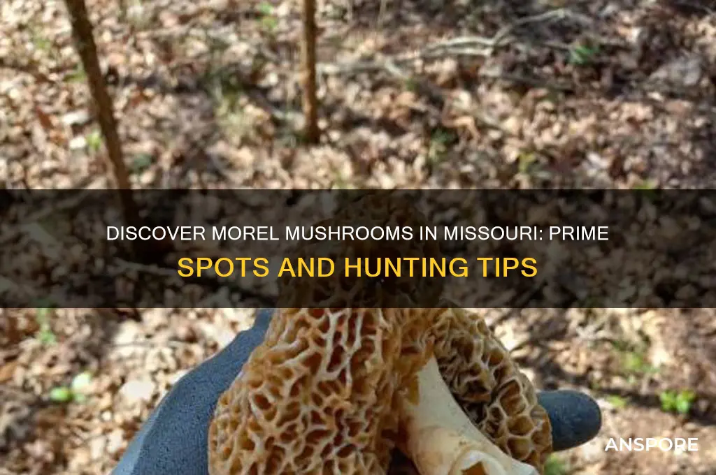 where to find morel mushrooms in midsouri