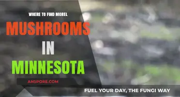 Discover Minnesota's Best Morel Mushroom Hunting Spots and Tips