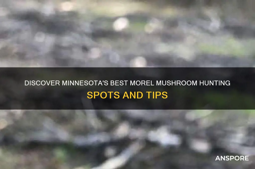 where to find morel mushrooms in minnesota