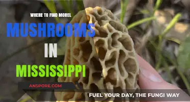 Discover Mississippi's Hidden Morel Mushroom Hotspots: A Forager's Guide