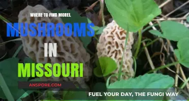 Discover Morel Mushrooms in Missouri: Top Hunting Spots & Tips