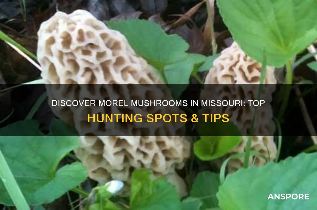 where to find morel mushrooms in missouri