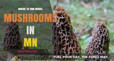 Discover MN's Best Morel Mushroom Hunting Spots and Tips