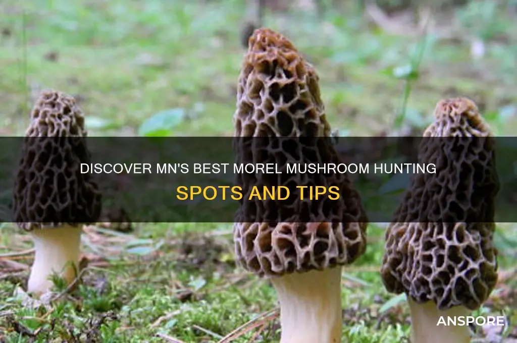 where to find morel mushrooms in mn