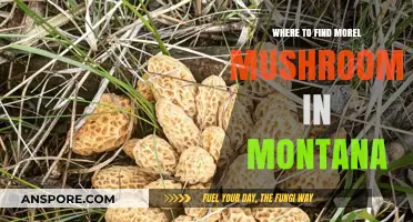 Discover Montana's Best Morel Mushroom Hunting Spots and Tips
