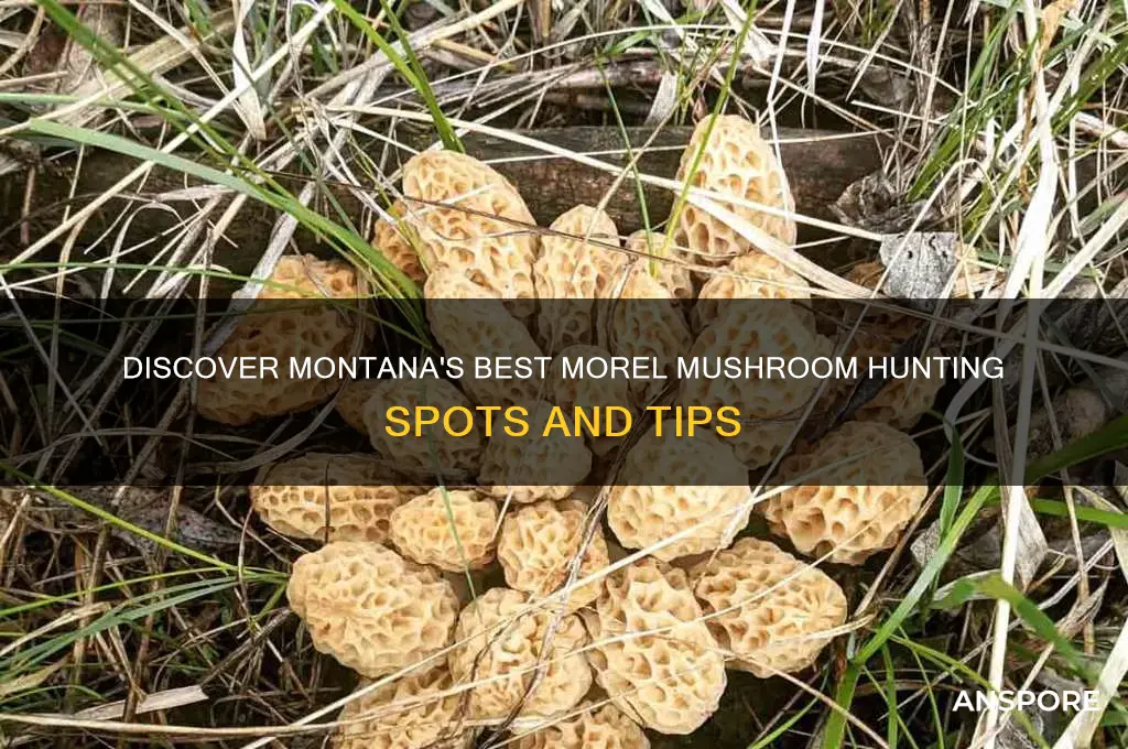 where to find morel mushrooms in montana