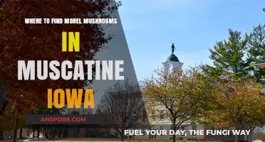 Discover Morel Mushrooms in Muscatine Iowa: Top Hunting Spots